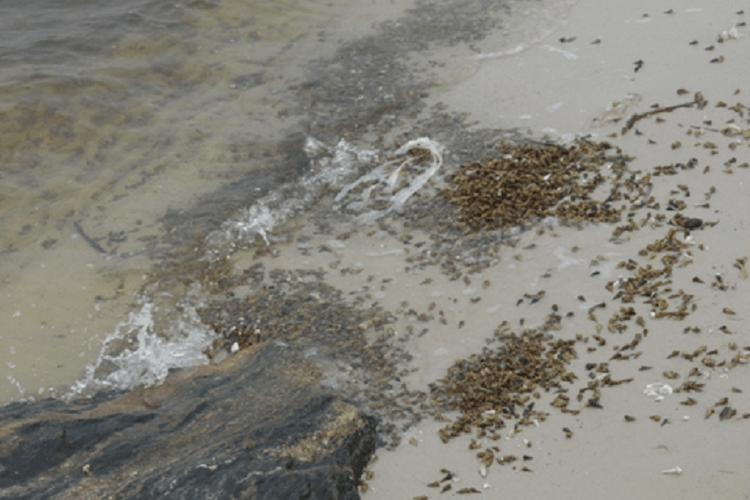 Nigeria Coastal Intertidal Organisms